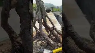 Vietnamese people make bonsai | Bonsai TV #bonsai #bonsaitv