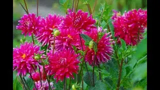 How and When to Plant Dahlia Tubers