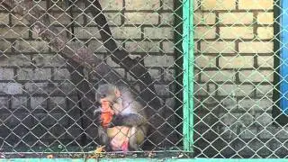 Johnik the monkey of Kherson zoo, summer 2015