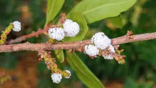 Candleberry - Northern Bayberry (Myrica pensylvanica) makes aromatic candles