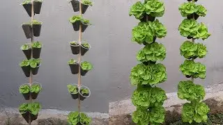 Tái chế cốc nhựa trồng rau xà lách trên cây thẳng đứng | Plant & Garden