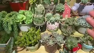 What&rsquo;s going on with the succulent greenhouse?
