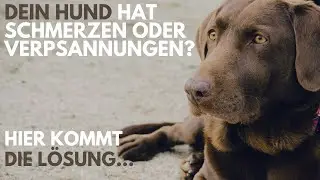 Hundeschmerzen durch Kinesiotaping heilen