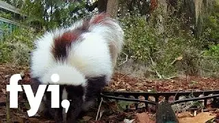 Outback Nation: Jamie is Afraid of Skunks (S1, E8) | Home.Made.Nation