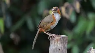 Rusty-cheeked Scimitar Babbler &ndash; A Melodious Forest Dweller