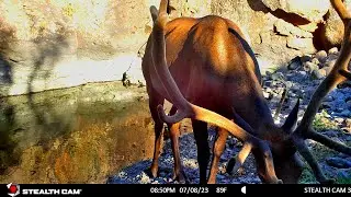 Northern Arizona Hidden Canyon Waterhole Trail Cam