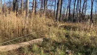 Superhandy winch and Timbertough wheeled log skate dragging logs to the landing for processing