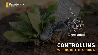 Ideas for Controlling Weeds in the Spring