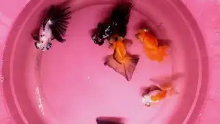 Some of our A Grade Hand Selected Faintail Goldfish 10.08.2023