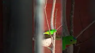 Serindit @ Entelit/Blue-Crowned Hanging Parrot #birds #foryou