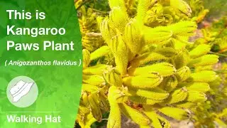 This is  Kangaroo Paws 🌿 Anigozanthos flavidus #Shorts #plants