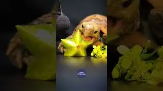ASMR Mukbang Eating Star Fruit ⭐ Turtle Tortoise
