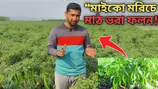 মাইক্রো মরিচে মাঠ ভরা ফলন| কৃষকের ভাগ্য বদলে দিয়েছে|micro chili 🌶️|