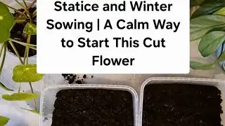 Statice and Winter Sowing | A Calm Way to Start This Cut Flower