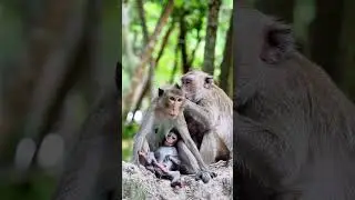 The Surprising Communication Skills of Baby Monkeys
