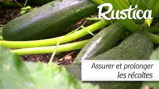 Prolonger les r&eacute;coltes de l&eacute;gumes en automne