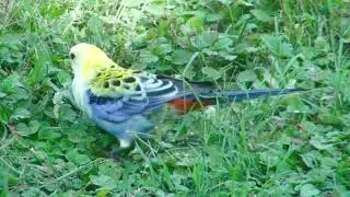 Pale-headed Rosella