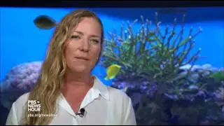 Climate change is killing the Great Barrier Reef