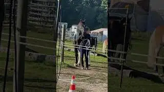 Hier noch ein kleiner Ausschnitt von unserem Turnier auf @GutHammerberg #tinker #tunier #horse