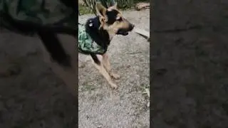 GermanShepherdjacky #germanshepherd #puppy #jacky #ytshorts #shortsfeed #trending #funny #dog