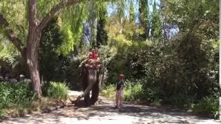 Six Flags - Elephant ride