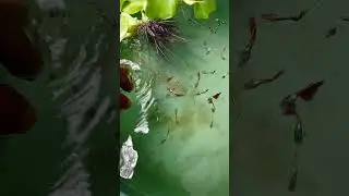 budidaya ikan guppy #budidayaikanguppy #guppy #guppyindonesia #guppypemula
