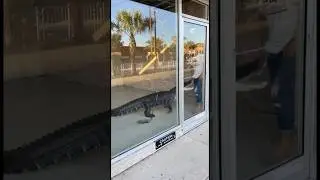 Crocodile Attacks Man 😱 | Shocking Wildlife Moment Caught on Camera #crocodileattacks #dangerous