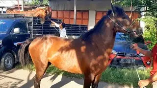 A BIG WILD HORSE ENTERS THE HORSE MARKET