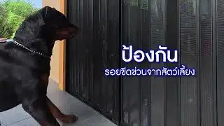 มุ้งจีบ Pet friendly จาก P-NET แข็งแรงทนทาน