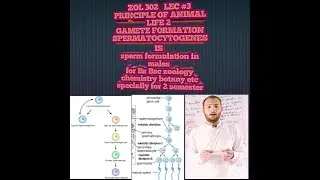 ZOL 302 LEC3 PRINCIPLE OF ANIMAL LIFE2 GAMETE FORMATION (SPERMATOCYTOGENESIS)BSC BS 2 SEMESTER ZOL