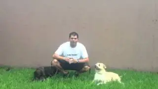 Tampa Dog Training: Best Dog Training in Tampa