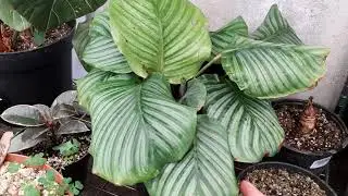 Calathea orbifolia lo que necesitas saber