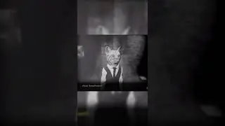 Flowers?  | Cat Detective Albert Wilde