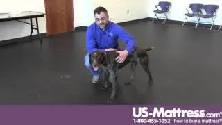 Michigan Humane Society - Hunter the German Short Hair Pointer Mix is waiting for a new home