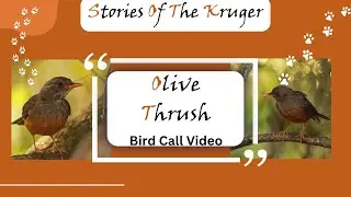 Olive Thrush Bird Call Video | Gauteng Garden Birding | Rare Songbird Footage with Original Call