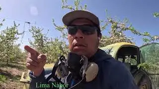 Aqu&iacute; comienza el descuate o raleo con qu&iacute;micos en los manzanos