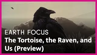 The Tortoise, the Raven, and Us (Preview) | Earth Focus | Season 5, Episode 3 | PBS SoCal
