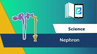 Nephron || Animated Science Video || elearn K12