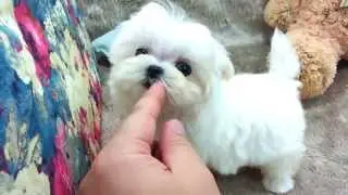 Micro teacup Maltese puppies for sale