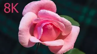 Pink Rose Blooming Timelapse ( 8K )