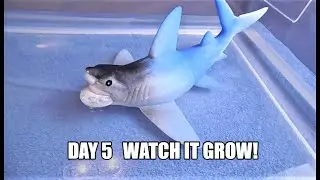 Ginormous Grow Shark (Day 5) WATCH IT GROW! Growing Shark From Toy Smith