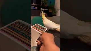Training my Birdie to pick up cards #bird #petbird #cockatiel #parrot #birdslover #cutebirds #birb