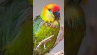 Relaxing Bird Sounds in 4K 🌿 Birds Singing to Relieve Stress, Anxiety & Depression | Nature Sounds