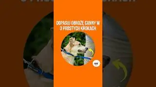 Dopasowanie obroży Canny Collar #cannycollar