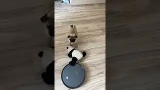 Pug playing #shorts