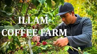 Посещение кофейной фермы Illam Coffee Farm в 2023 году