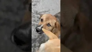 Hungry street dogs get fed 🐶 #dogshorts