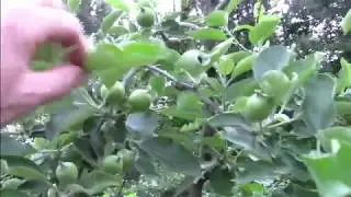 May Backyard Tall Spindle Apple