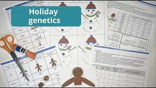 Holiday genetics punnett square snowman and gingerbread man activity