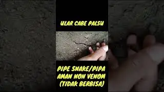 ULAR CABE PALSU (PIPE SNAKE/PIPA) | Gimbal Crazy #shorts